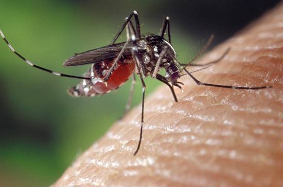 В Роспотребнадзоре усомнились, что комары могут переносить коронавирус - pnp.ru