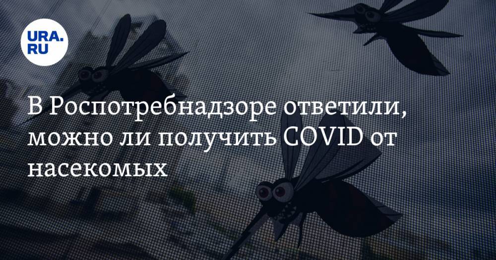 В Роспотребнадзоре ответили, можно ли получить COVID от насекомых - ura.news