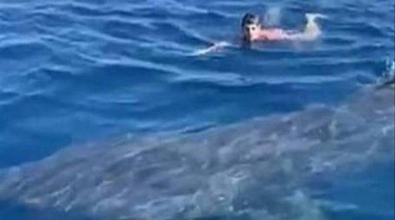 Пловец «лицом к лицу» столкнулся с исполинской акулой, скользнувшей к нему под водой (видео) - usa.one - Испания