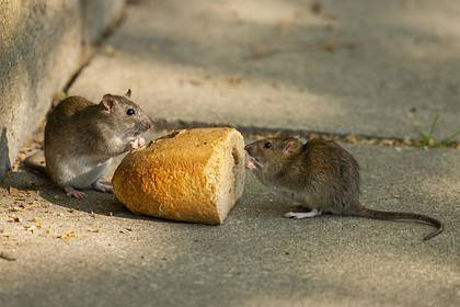 Обезумевшие от голода крысы принялись поедать друг друга из-за коронавируса - lenta.ru - Сша - New York - Нью-Йорк