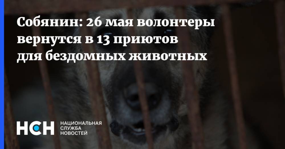 Сергей Собянин - Собянин: 26 мая волонтеры вернутся в 13 приютов для бездомных животных - nsn.fm - Россия - Москва
