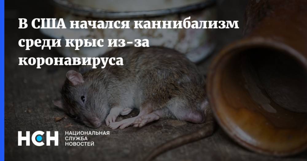В США начался каннибализм среди крыс из-за коронавируса - nsn.fm - Сша - New York
