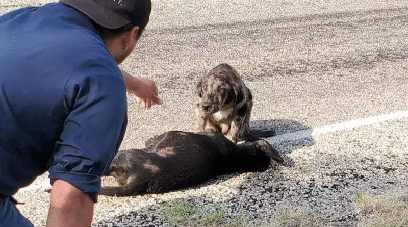 Собака стояла на страже у тела сбитой автомобилем сестры, не давая никому приблизиться (фото) - usa.one - штат Техас