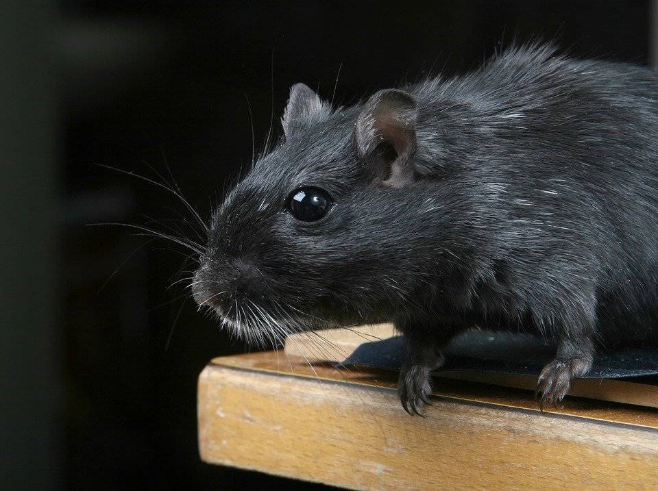 Крысы начали заниматься каннибализмом в США на фоне пандемии коронавируса - vm.ru - Сша