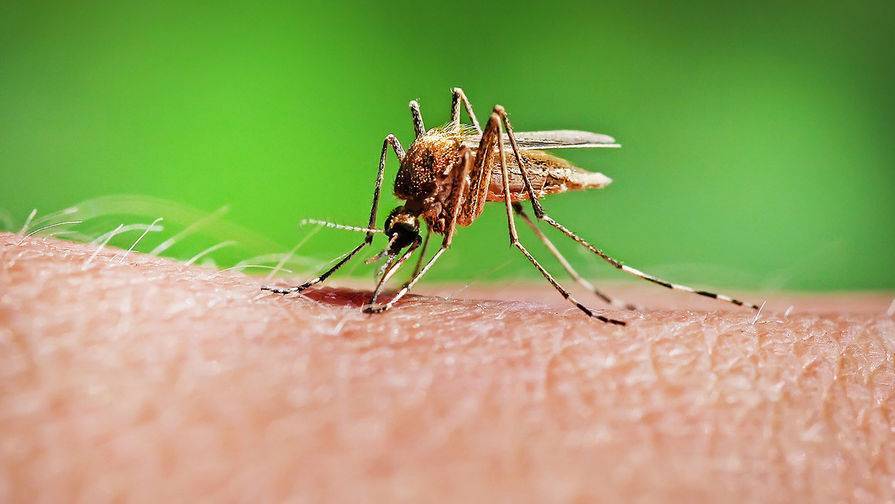 Ибицу атаковали переносящие опасные вирусы комары - gazeta.ru