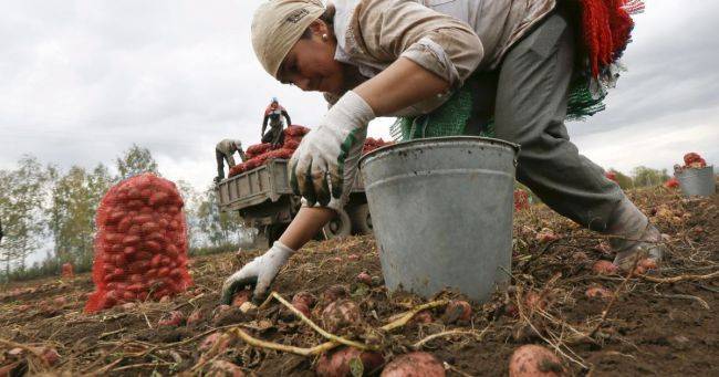Эксперты: Для сельхозработ России потребуется привлечь трудовых мигрантов - eadaily.com - Россия - Ссср - Китай - Вьетнам - Корея
