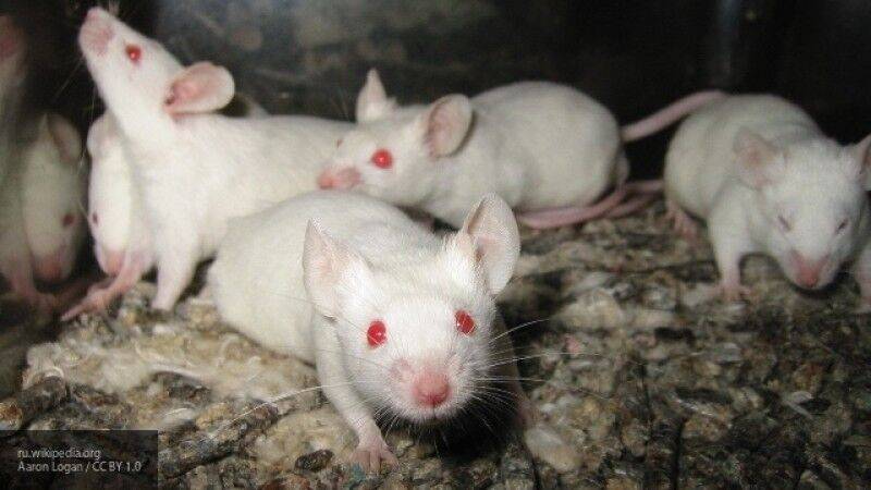 Нариман Баттулин - В Новосибирске создают мышей для борьбы с коронавирусом - nation-news.ru - Россия - Новосибирск