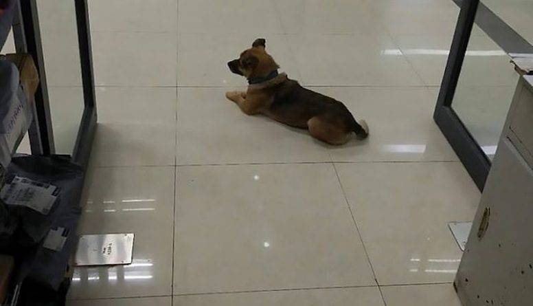 Верный пес 3 месяца ждал у больницы хозяина, умершего от коронавируса - usa.one - Китай - Wuhan
