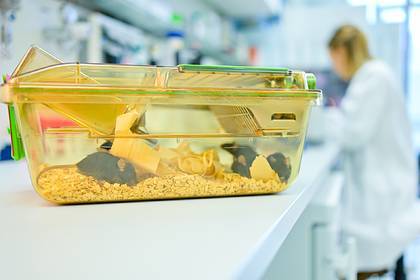 Нариман Баттулин - Российские ученые выведут мышей для экспериментов с коронавирусом - lenta.ru - Россия
