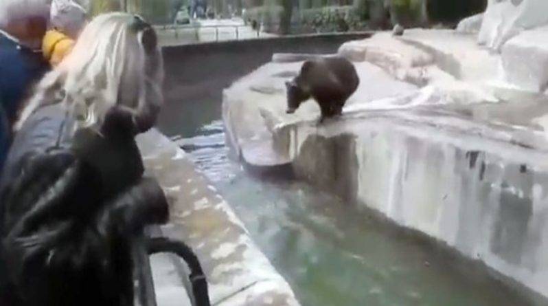 Пьяный посетитель зоопарка напал на пожилую медведицу, едва не утопив ее - usa.one - Польша