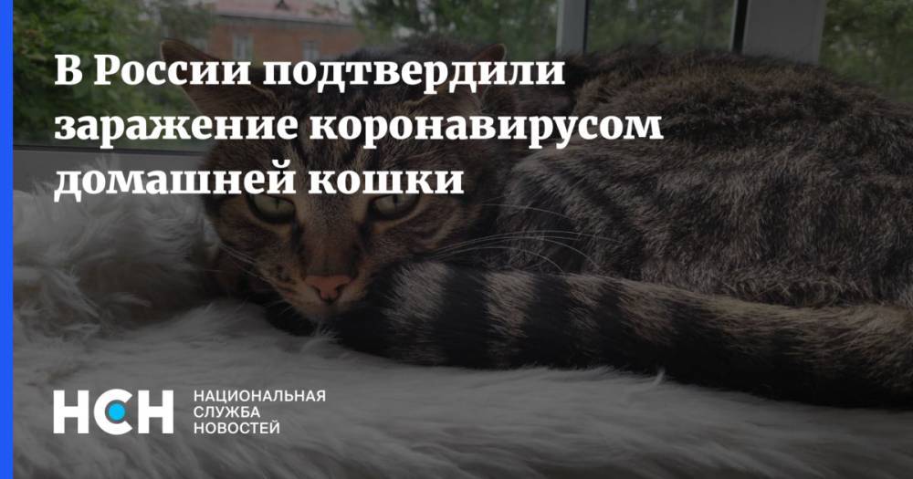 В России подтвердили заражение коронавирусом домашней кошки - nsn.fm - Россия