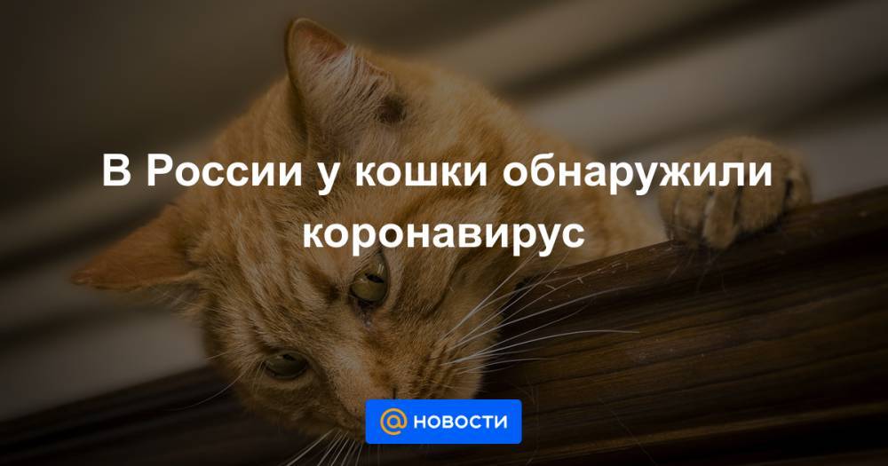 В России у кошки обнаружили коронавирус - news.mail.ru - Россия
