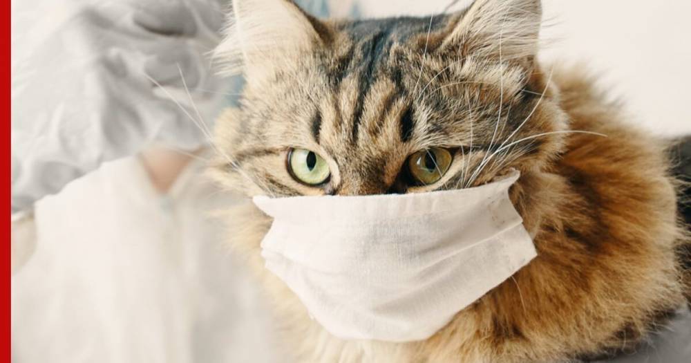 В России кошку отправили на карантин из-за коронавируса - profile.ru - Россия