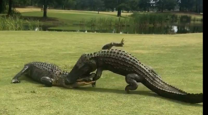 В США огромные аллигаторы устроили схватку прямо на поле для гольфа (видео) - usa.one - Сша - штат Южная Каролина