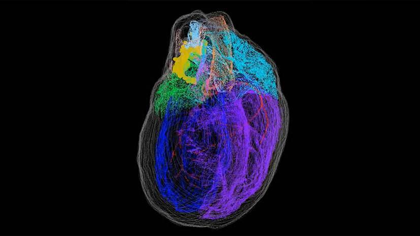 Виртуальная модель: учёные создали первую трёхмерную карту нейронов сердца - russian.rt.com - Сша