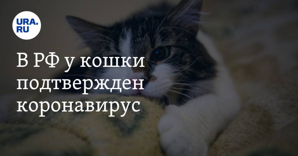 В РФ у кошки подтвержден коронавирус. Животное отправили на карантин - ura.news - Россия