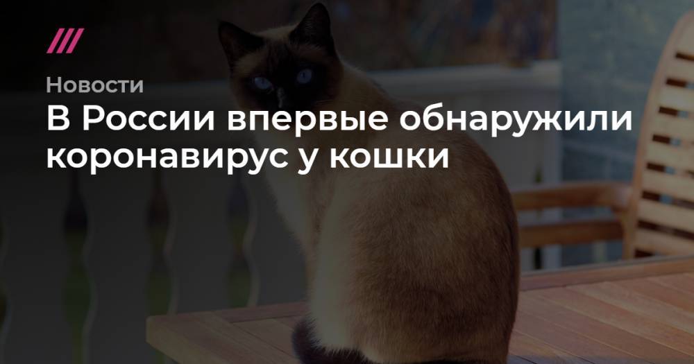 В России впервые обнаружили коронавирус у кошки - tvrain.ru - Россия