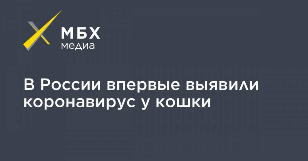 Николай Власов - В России впервые выявили коронавирус у кошки - mbk.news - Россия - Москва