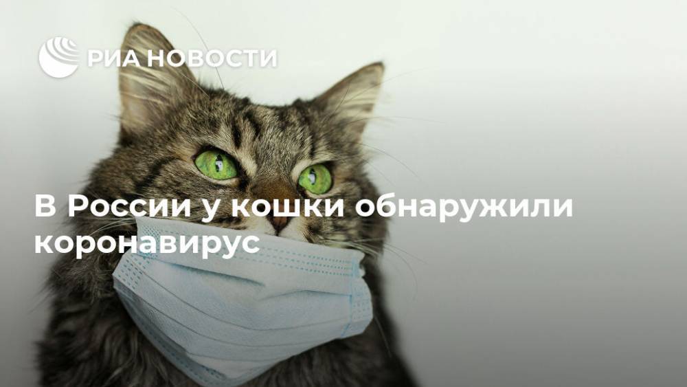 В России у кошки обнаружили коронавирус - ria.ru - Россия - Париж