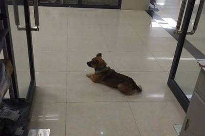 Преданная собака месяцами ждала в больнице умершего от коронавируса хозяина - lenta.ru - Китай - Ухань - провинция Хубэй