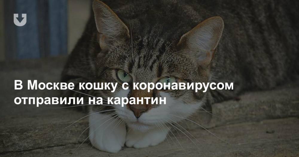 В Москве кошку с коронавирусом отправили на карантин - news.tut.by - Россия - Москва