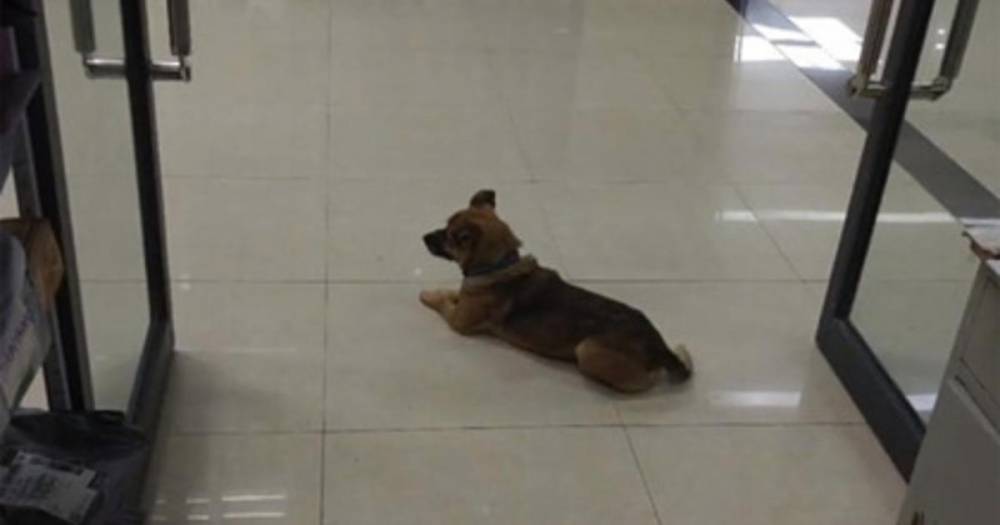Собака месяцами ждала в больнице умершего от COVID-19 хозяина - ren.tv - Китай - Ухань - провинция Хубэй