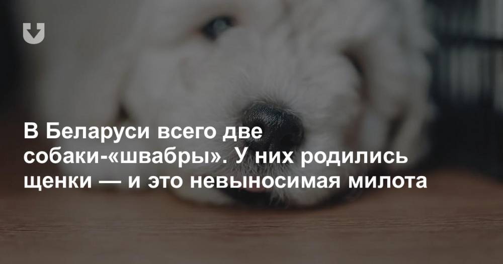 В Беларуси всего две собаки-«швабры». У них родились щенки — и это невыносимая милота - news.tut.by - Белоруссия - Минск - Витебск