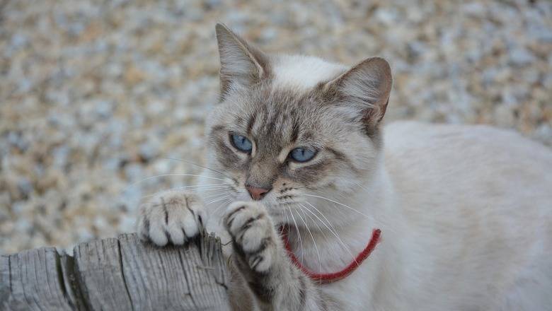 В Россельхознадзоре рассказали о тестировании домашней кошки на COVID-19 - nashgorod.ru