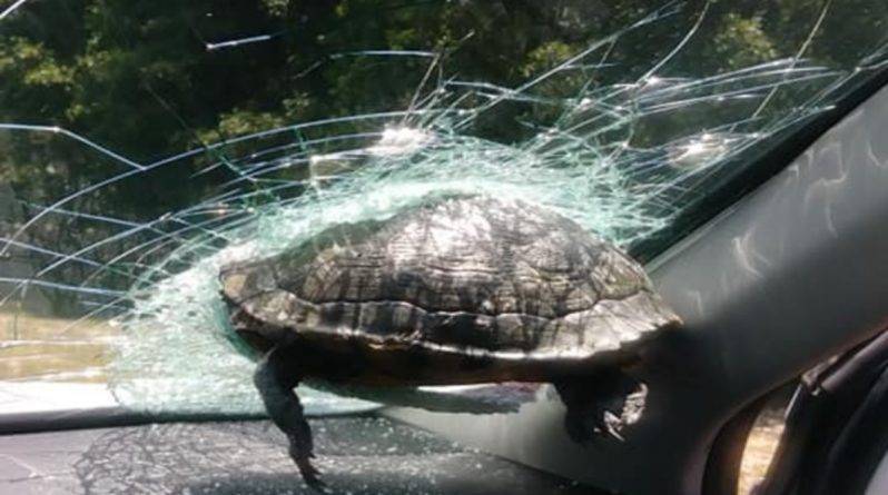 Черепашка на большой скорости врезалась в стекло машины, ехавшей по магистрали Джорджии - usa.one - Сша - штат Джорджия