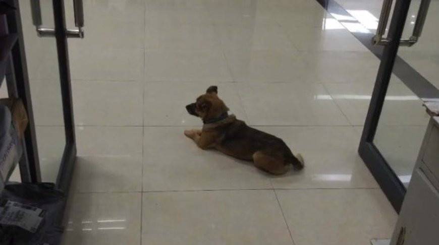 Преданная собака три месяца ждала хозяина в больнице, но он так и не пришел - belta.by - Китай - Минск - Ухань