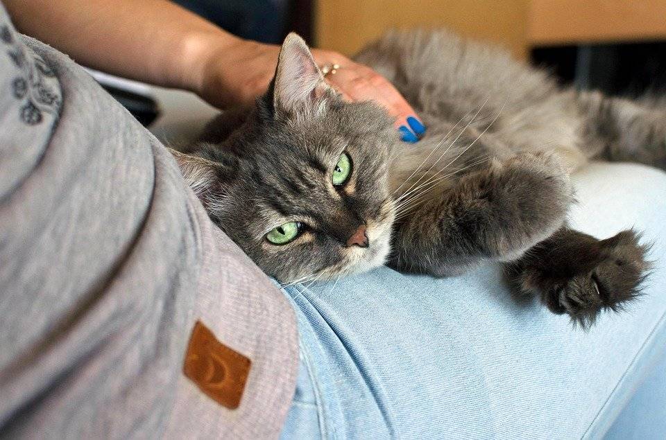 Ветеринар рассказал, что будет, если все кошки заболеют COVID-19 - vm.ru