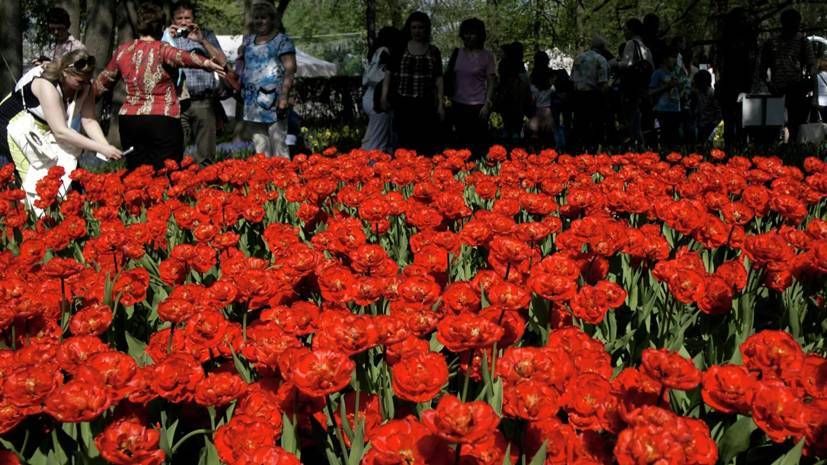 Фестиваль тюльпанов в Петербурге завершится 31 мая - russian.rt.com - Россия - Санкт-Петербург