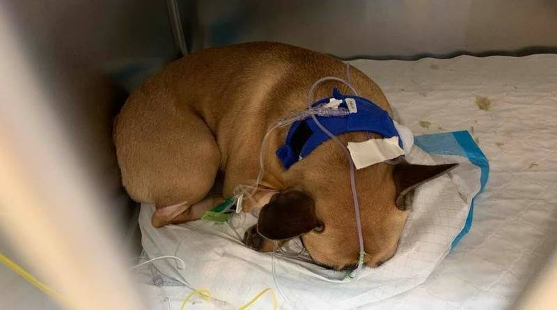 «Мы опустошены»: хозяйка собаки, которая умерла, съев домашнее растение, предупреждает других - usa.one - штат Висконсин