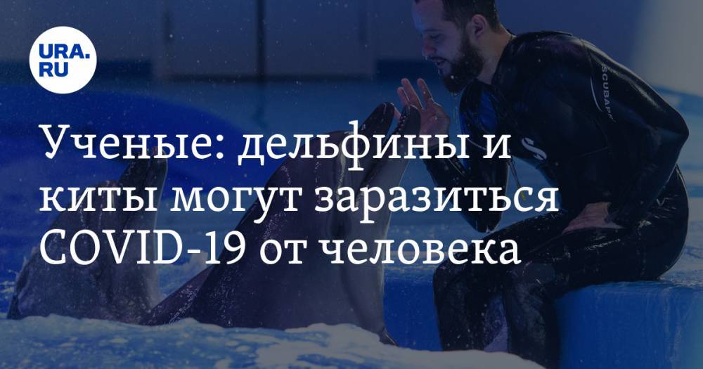Мария Воронцова - Ученые: дельфины и киты могут заразиться COVID-19 от человека - ura.news
