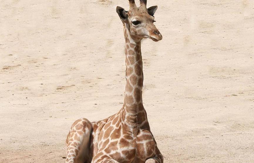 На Бали жирафа, родившегося во время пандемии, назвали Корона - ont.by - Индонезия