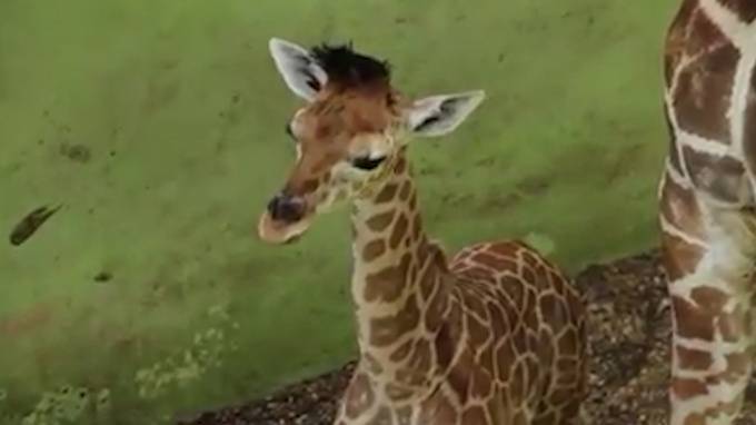 На Бали жирафа, родившегося во время пандемии, назвали Корона - piter.tv