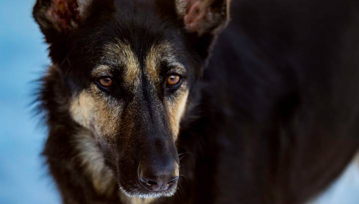 Собак научили определять мочу коронавирусных больных - vesti.ru - Финляндия - Хельсинки