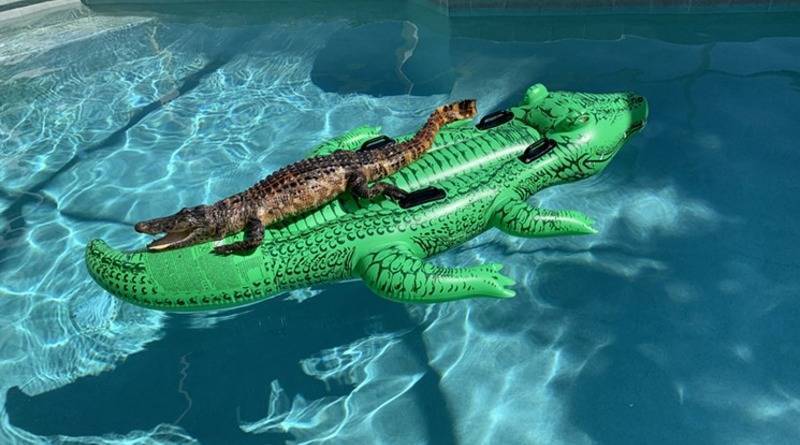 Во Флориде аллигатор «релаксировал» на…надувном аллигаторе в бассейне дома (фото) - usa.one - штат Флорида - штат Джорджия - Майами