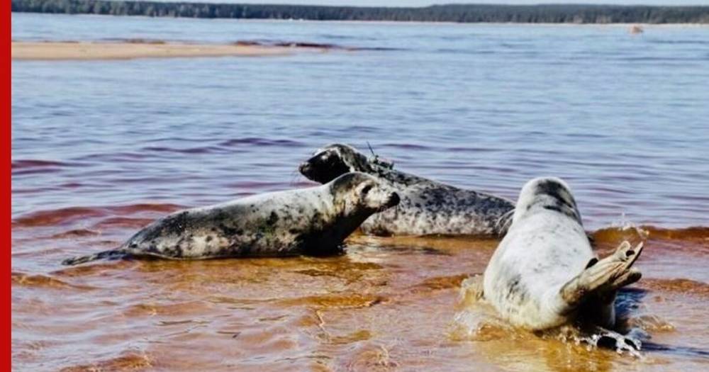 Камчатские тюлени попали под усиленный надзор - profile.ru - Россия - Камчатск