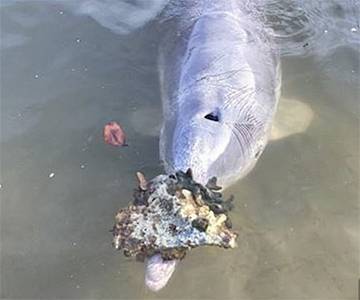 Фотофакт: В Австралии дельфин приносит к берегу подарки, чтобы вернулись туристы - charter97.org - Австралия