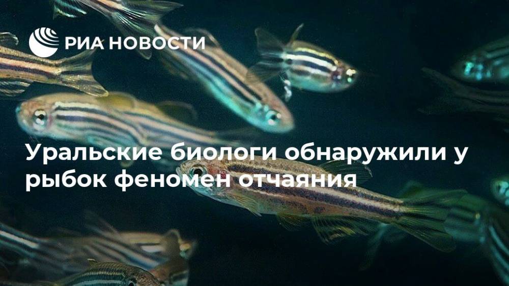 Уральские биологи обнаружили у рыбок феномен отчаяния - ria.ru - Екатеринбург - Уральск