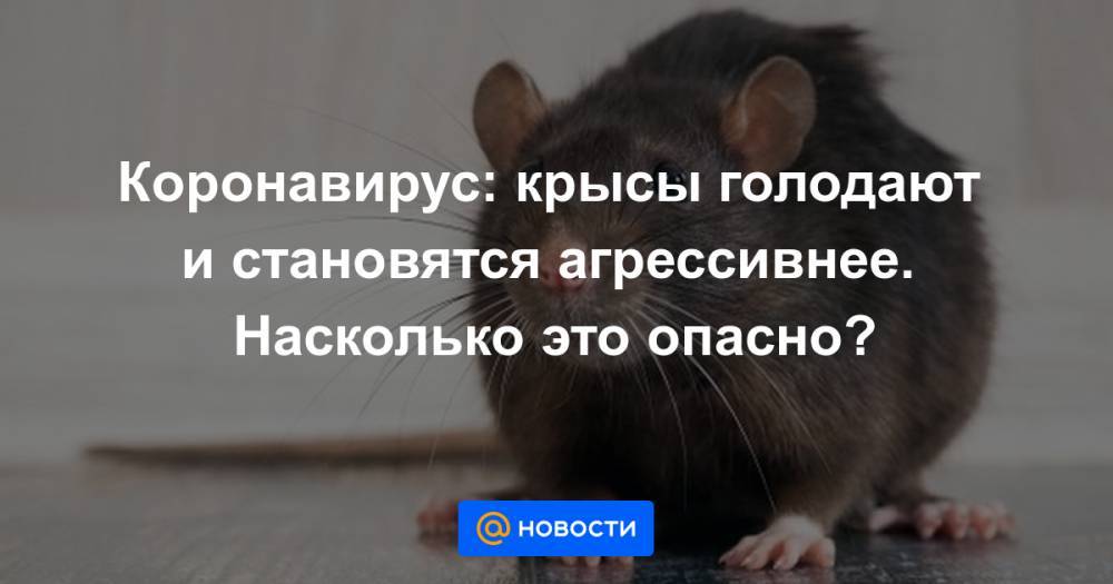 Коронавирус: крысы голодают и становятся агрессивнее. Насколько это опасно? - news.mail.ru - Сша