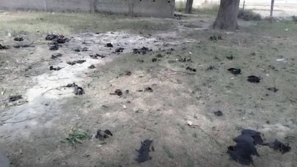 Сотни упавших с неба мертвых летучих мышей напугали деревню - germania.one - Индия
