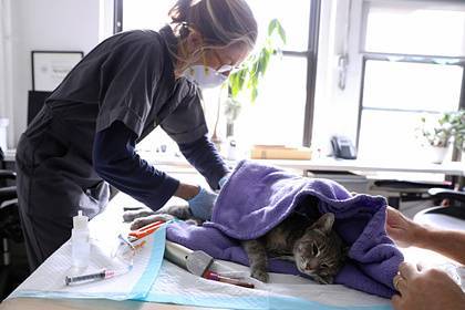 Во Франции впервые коронавирусом заразилась кошка - lenta.ru - Франция