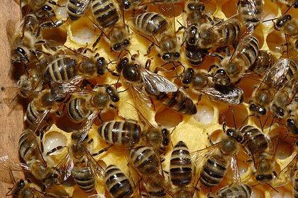 Загадочное массовое исчезновение пчел объяснили - lenta.ru - Англия