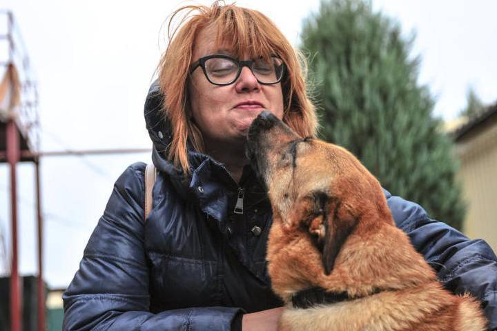 Петр Бирюков - Столичным волонтерам могут разрешить посещение приютов для животных - vm.ru - Москва