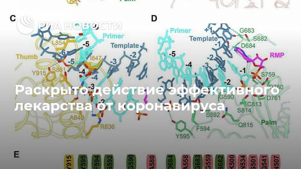 Раскрыто действие эффективного лекарства от коронавируса - ria.ru - Москва - Китай