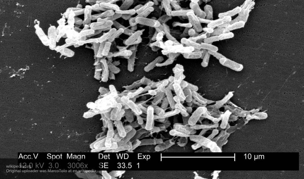 Морская бактерия выращивает вирус в своей ДНК - inforeactor.ru - Вашингтон