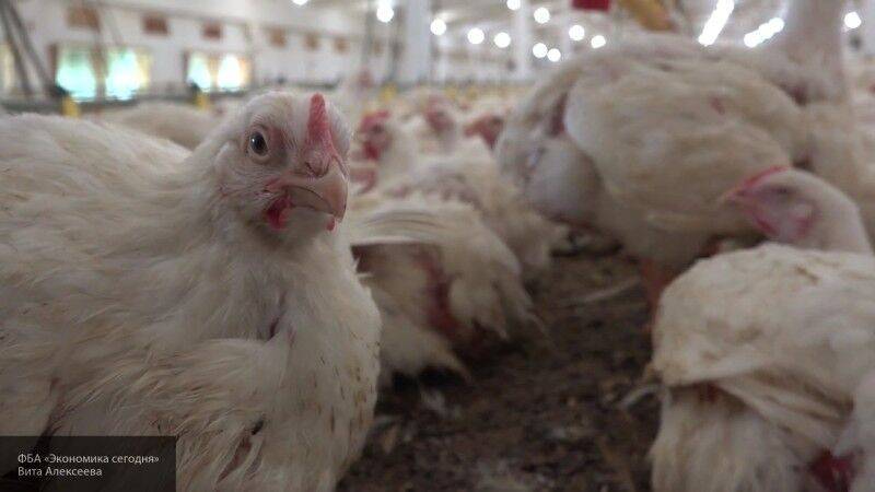 Британский ученый заявил о глобальной опасности "куриной" пандемии - nation-news.ru