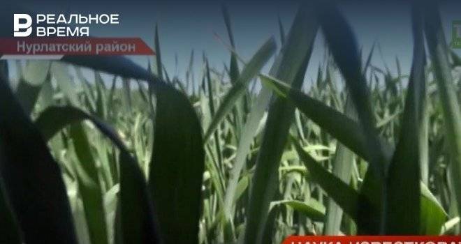 В Нурлате прошел первый агросеминар полевого формата — видео - realnoevremya.ru - республика Татарстан